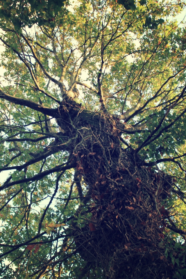 Крепкое дерево