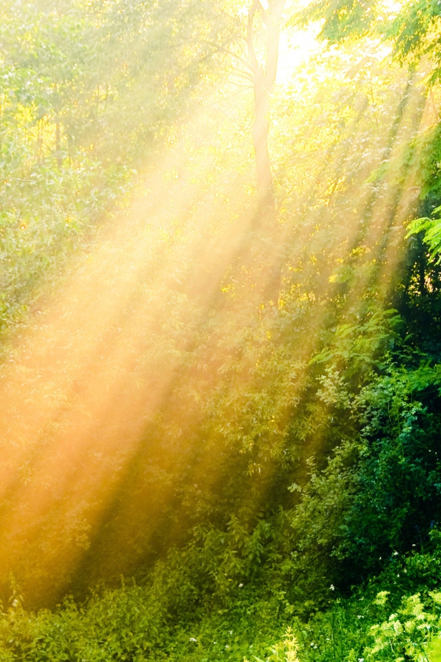 Лучи солнца в лесу