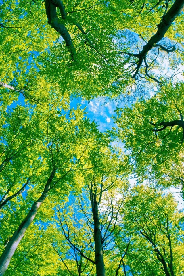 Небо через деревья