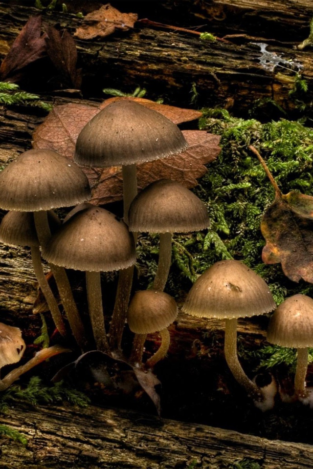 Гриб на дереве