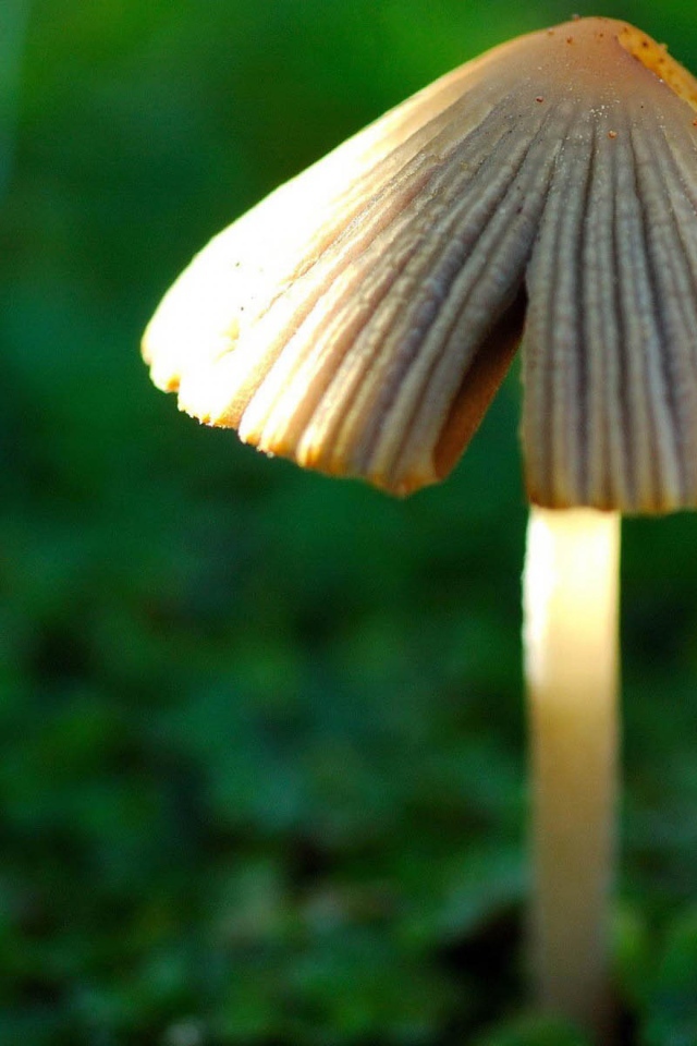 Гриб в лесу