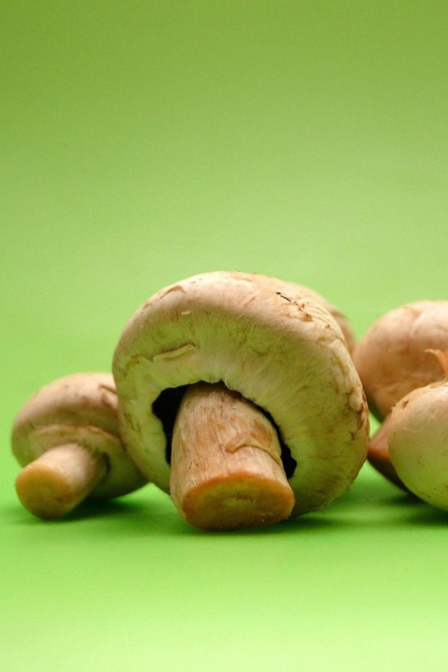 Грибы на зеленом фоне