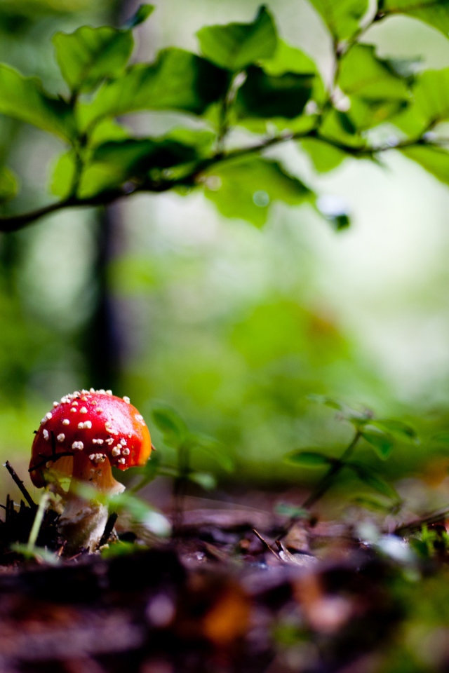 Красный грибочек