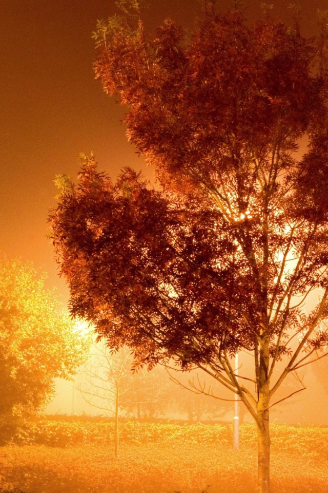 Дерево у фонаря