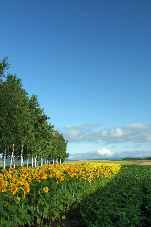 Поле подсолнухов