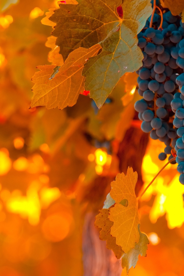 Виноград и листва