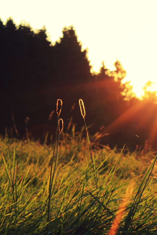 Трава на солнце