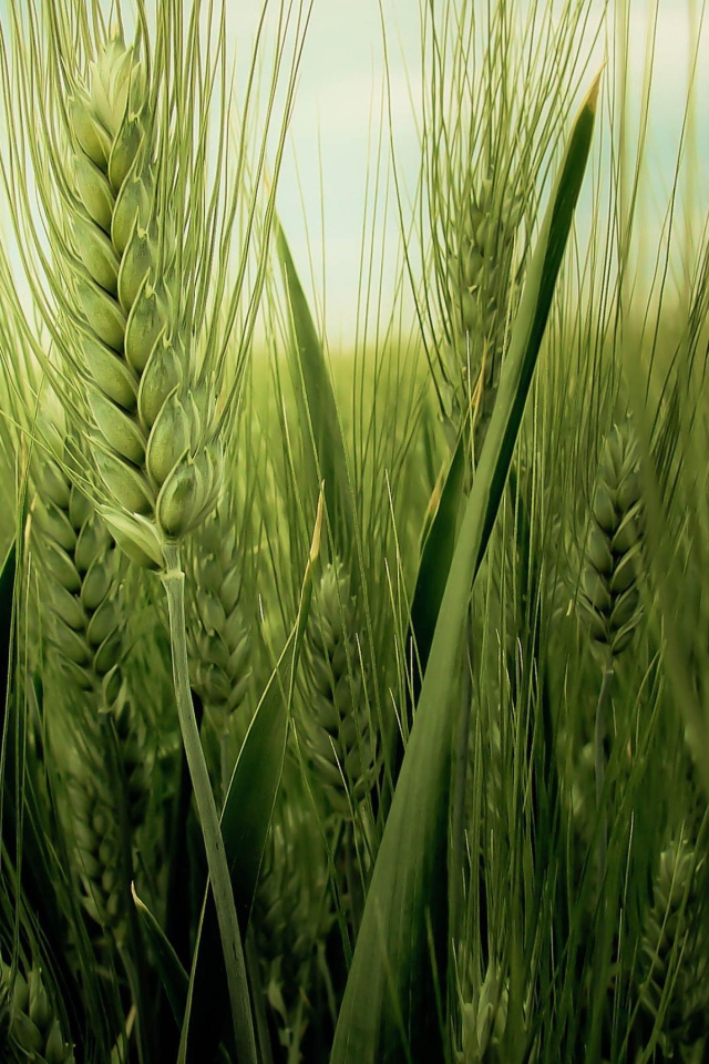 Колос пшеницы