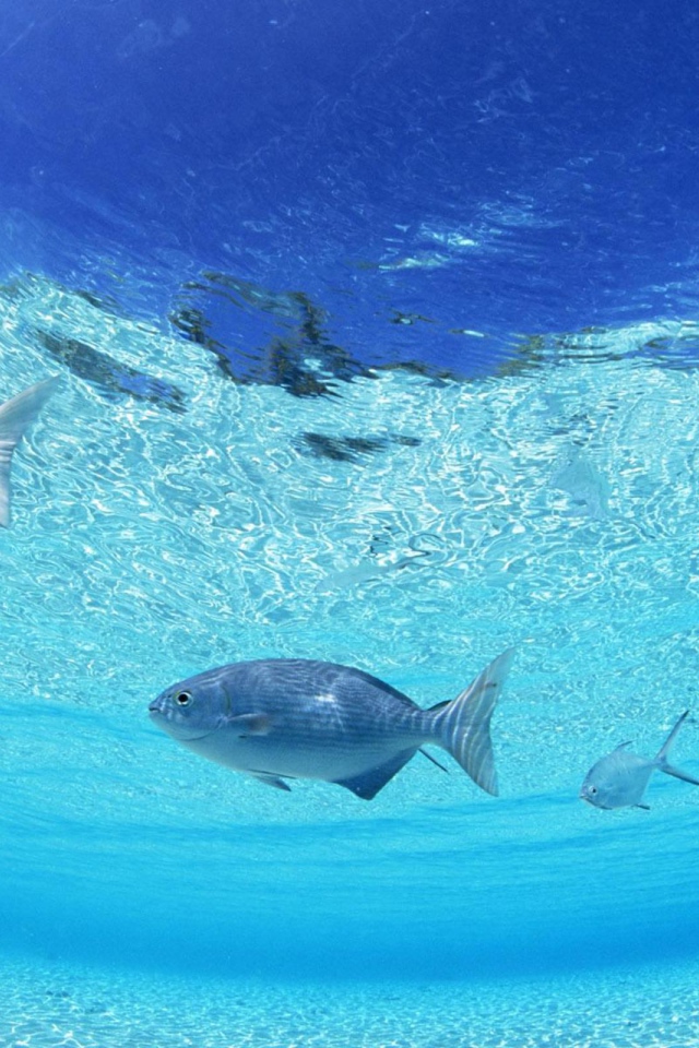 Морское дно