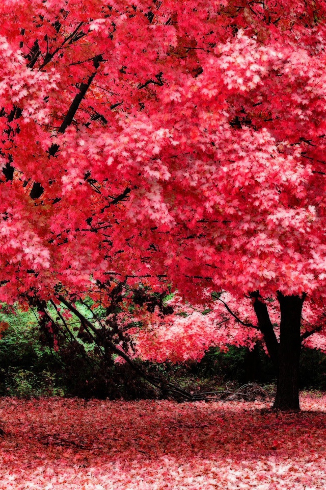 Розовая осенняя листва