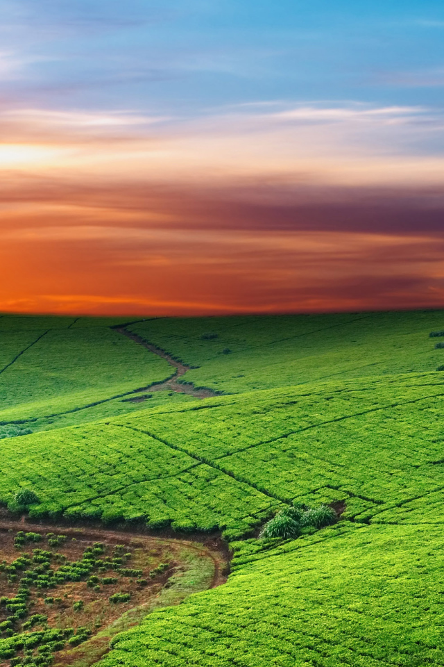 Зеленые пастбища на закате