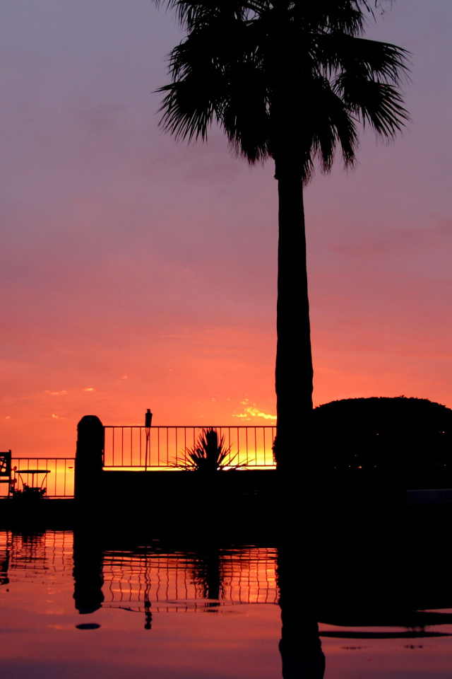 Закат и пальмы