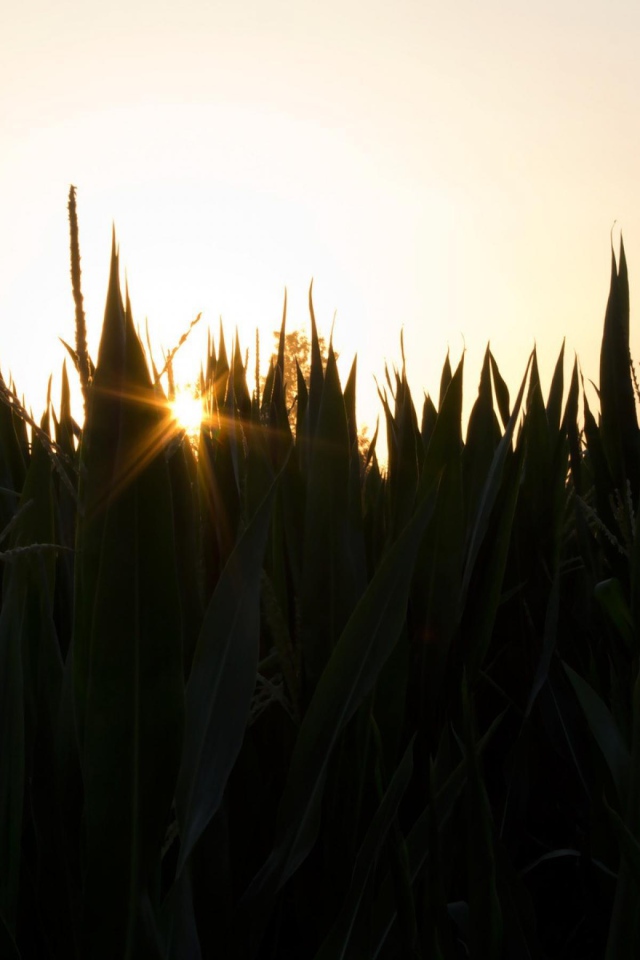 Вечерняя заря