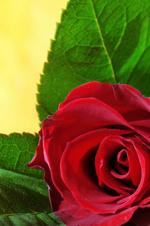 Одинокая роза