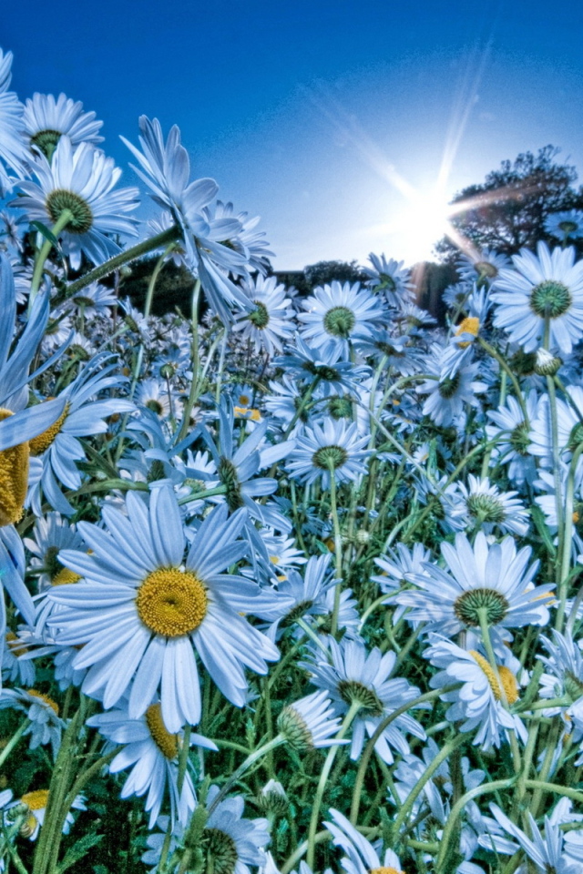 Облако ромашек