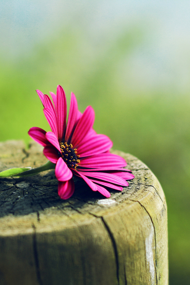 Цветок на пне