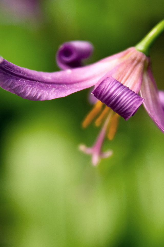 Красивый цветок