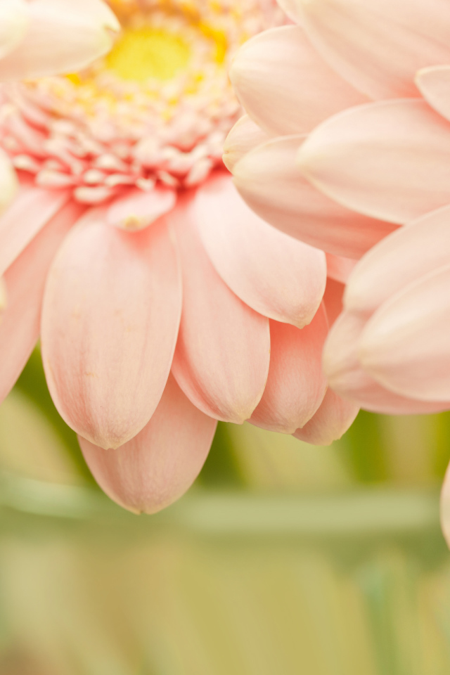 Красивые цветы