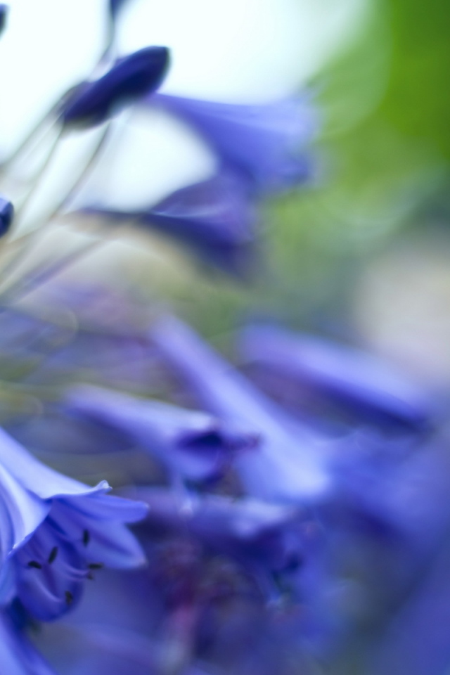 Колокольчики