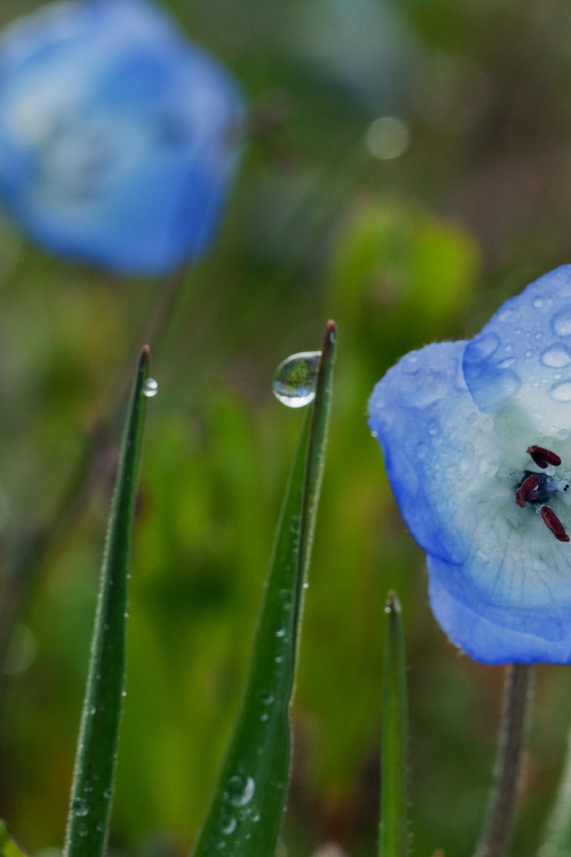 Колокольчики в росе