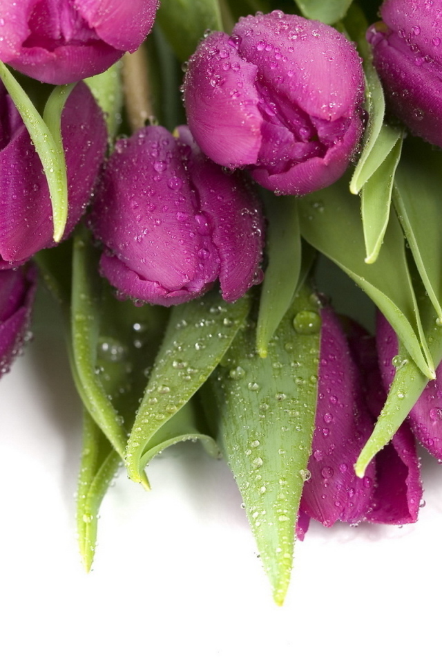 Букет тюльпанов