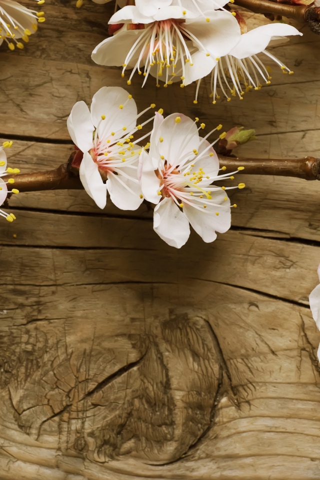 Цветки вишни