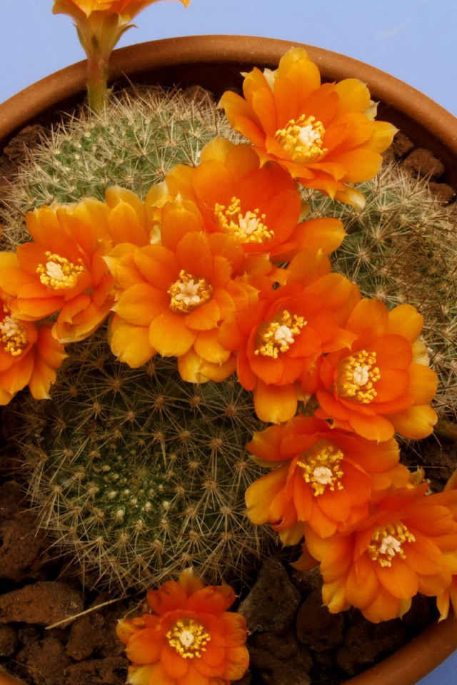 Кактус цветущий