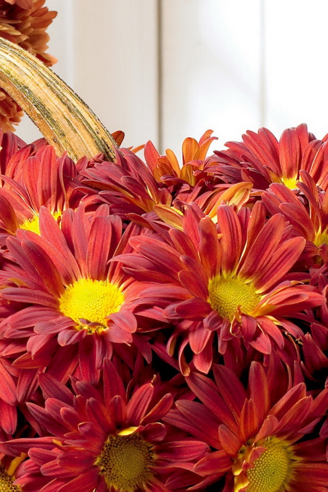 Хризантемы