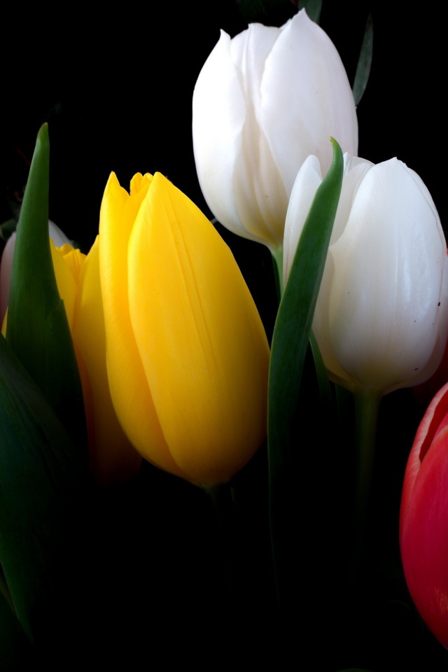 Разноцветные тюльпаны