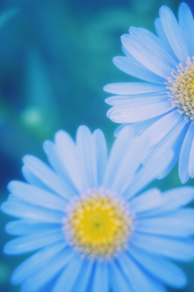 Маргаритки