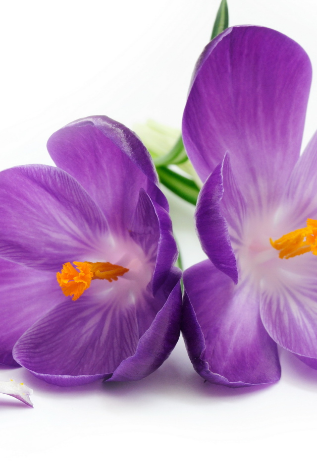 Нежный цветок