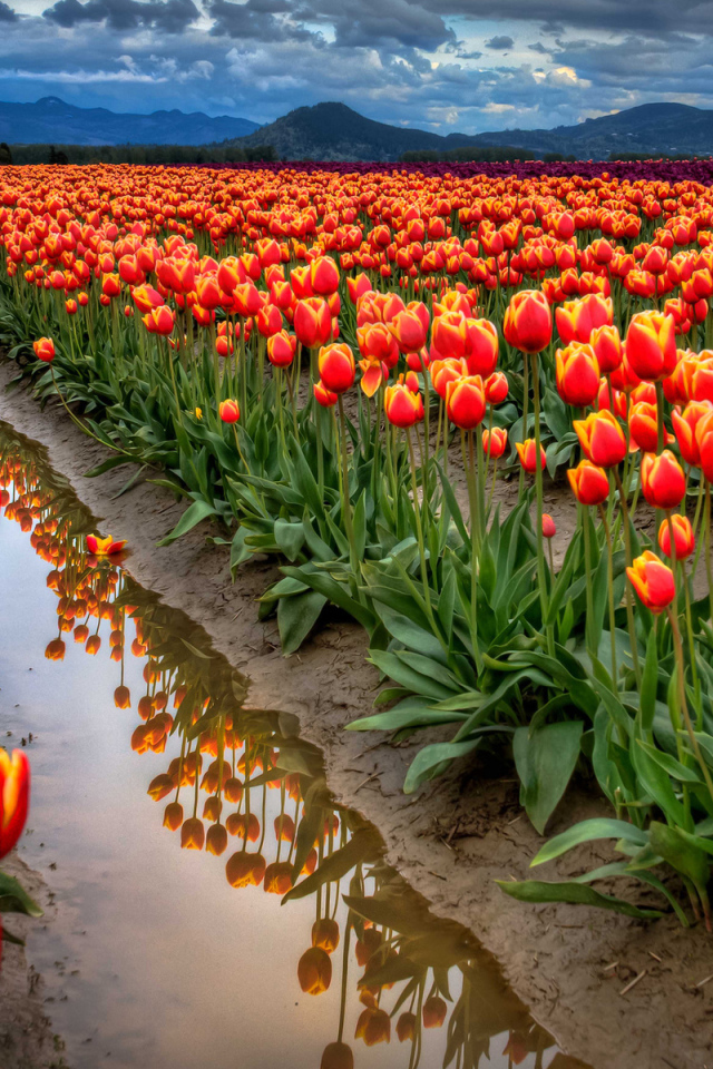 Поле тюльпанов