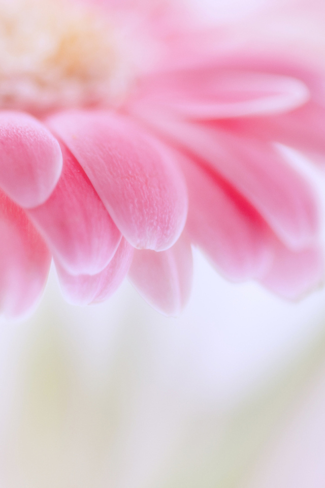 цветок Гербера