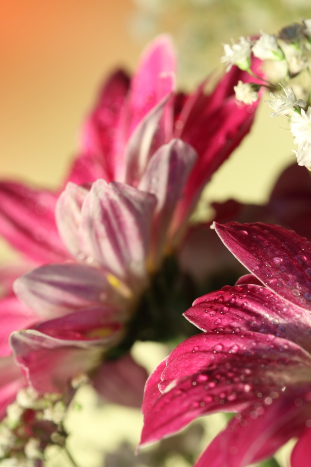 Красные герберы