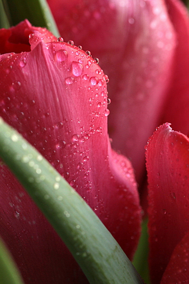 Красные тюльпаны