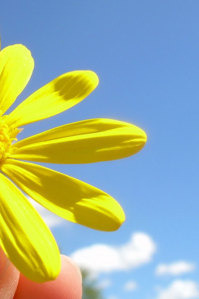 Солнечный цветок