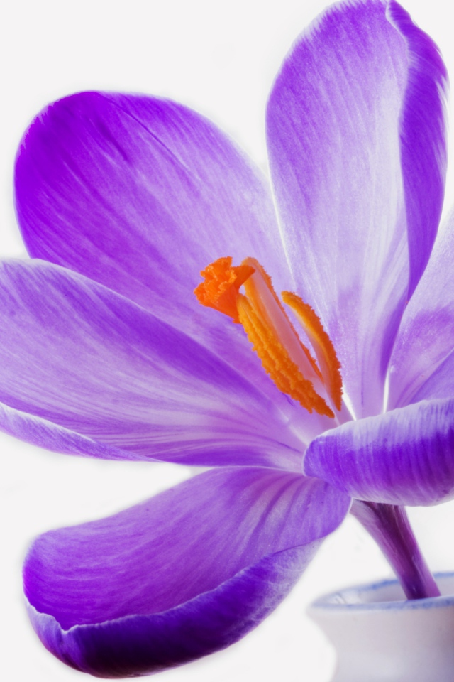 Цветок сирени