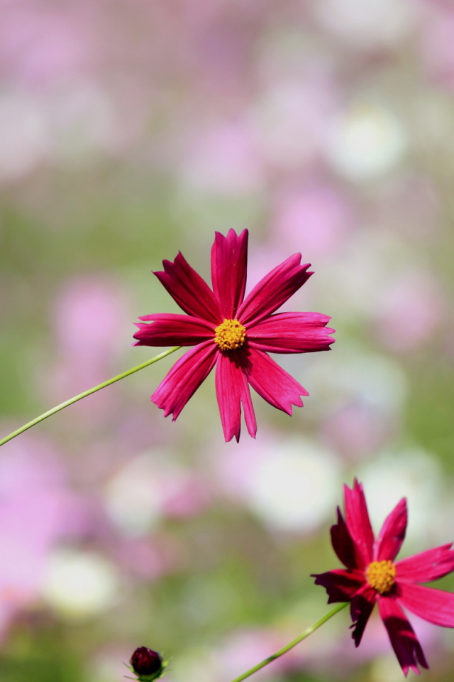 Цветки космеи