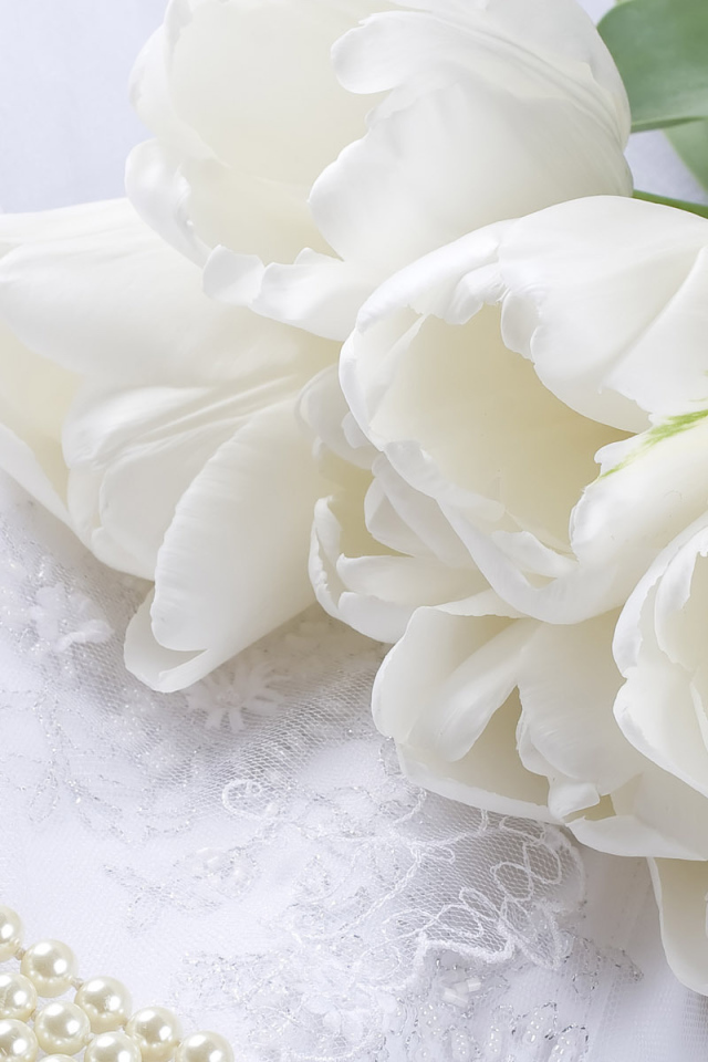 Белые тюльпаны