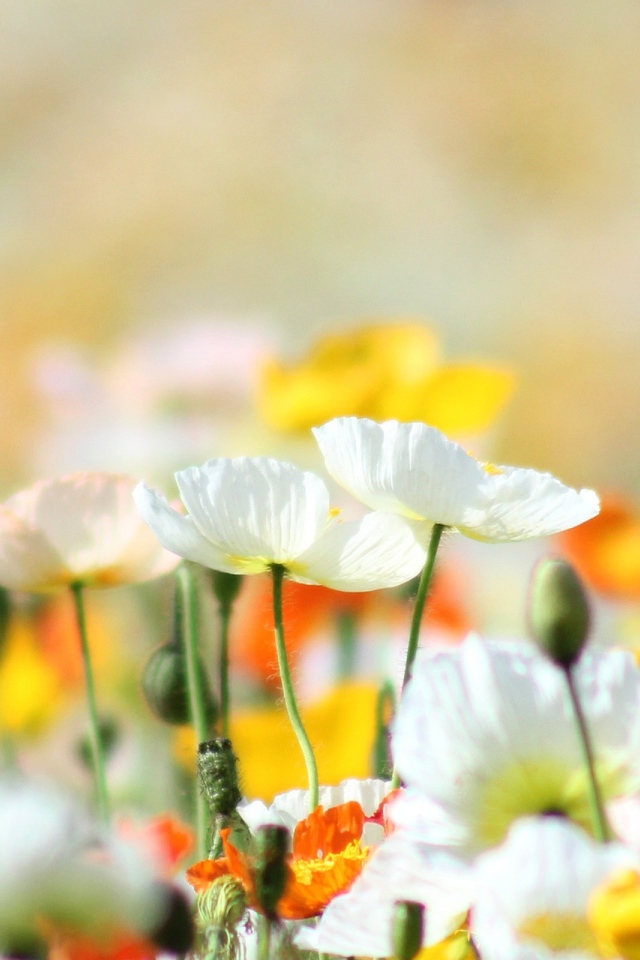 Желтые маки