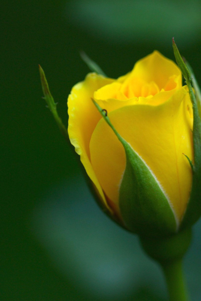 Желтая роза