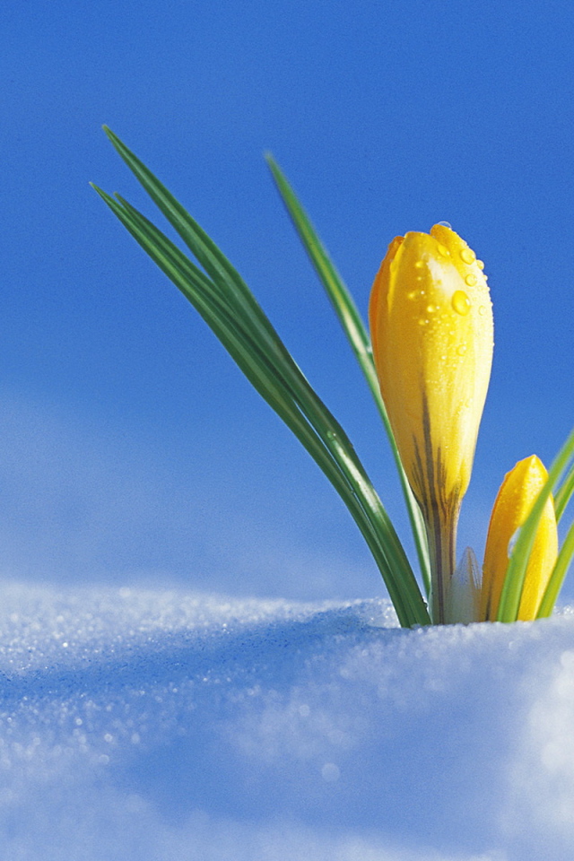 Желтый крокус