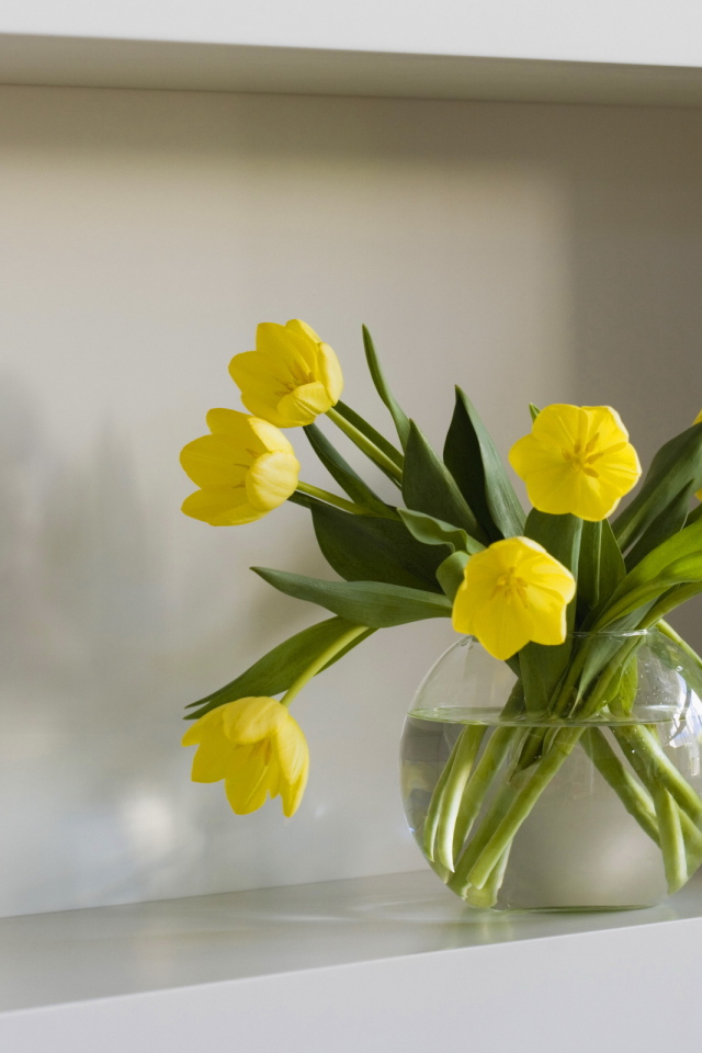 Желтые тюльпаны