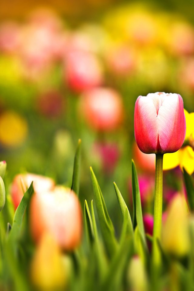 Цветущие тюльпаны