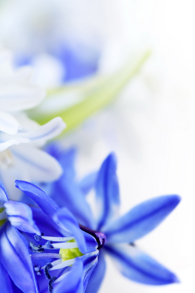 Голубые цветы