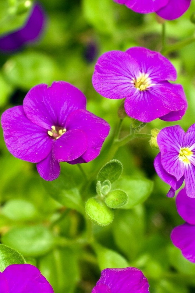 Яркие соцветия