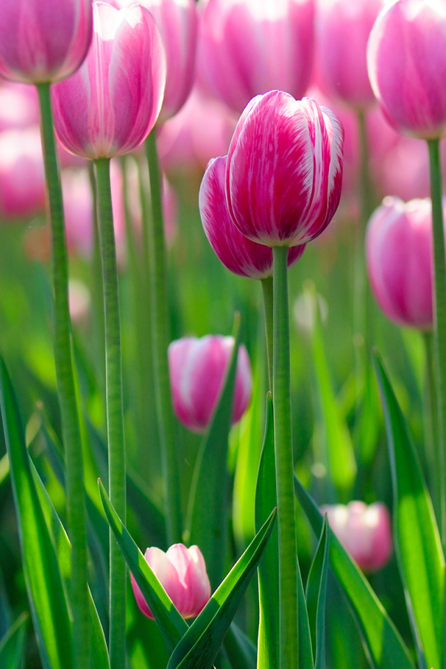 цветы Тюльпаны