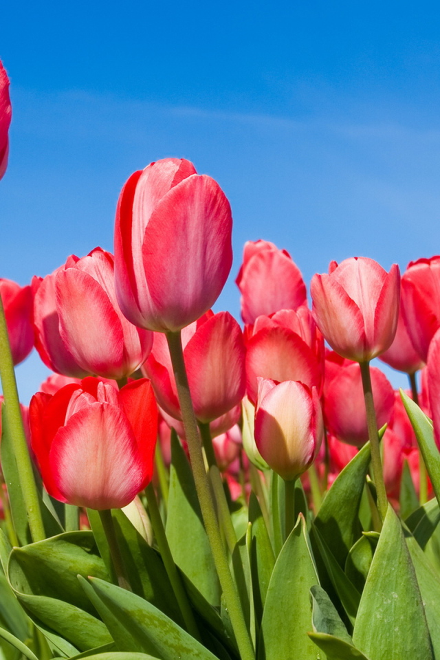 Розовые Тюльпаны