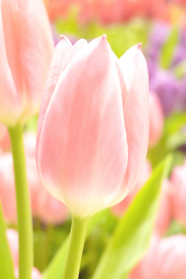 Тюльпаны розовые