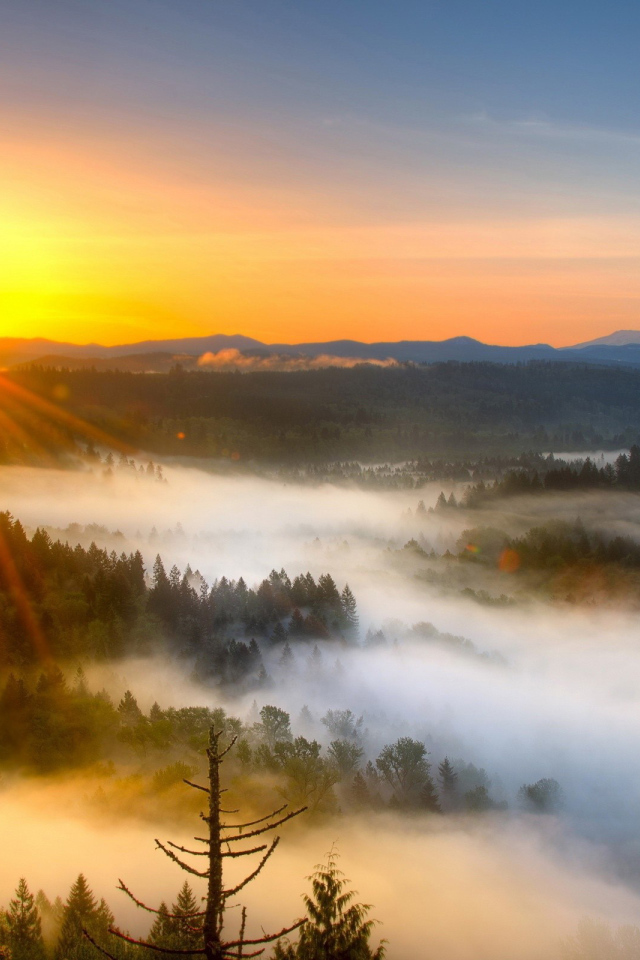 Туман над лесом